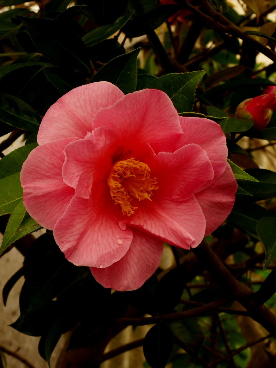 C. 'Leonard Messel' AGM